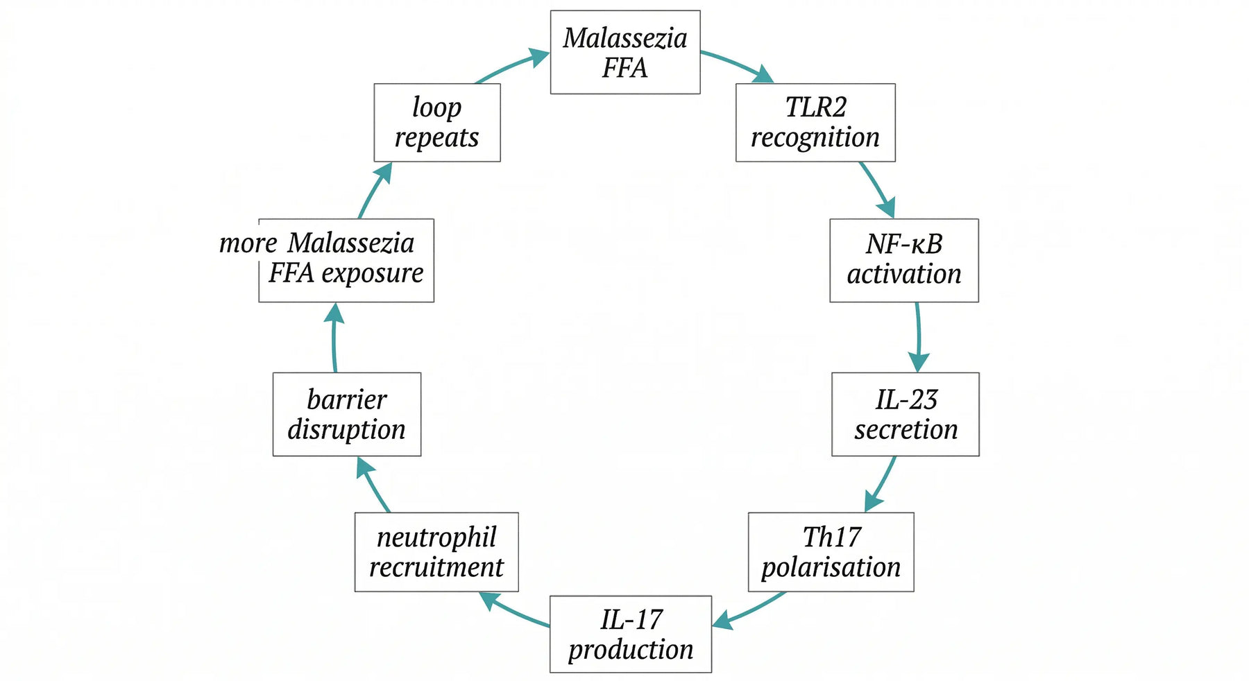 Biofilm disruption diagram